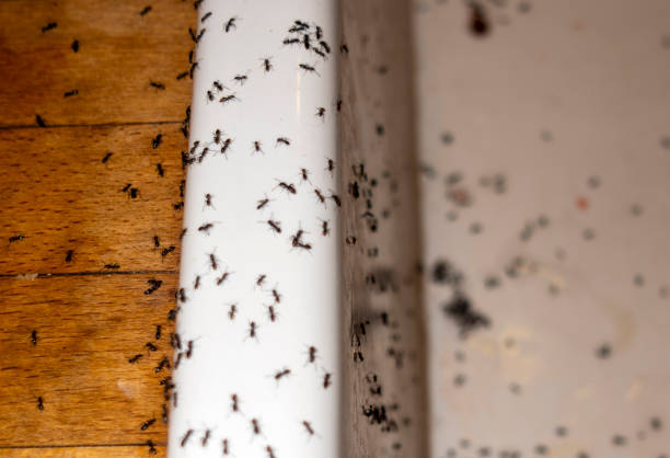 Best Residential Pest Control  in Pacolet, SC